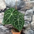 Kép 3/18 - Anthurium clarinervium