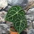 Kép 4/18 - Anthurium clarinervium