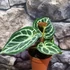 Kép 3/12 - Anthurium Silver Blush