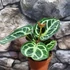 Kép 5/12 - Anthurium Silver Blush