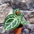 Kép 7/12 - Anthurium Silver Blush