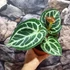 Kép 8/12 - Anthurium Silver Blush