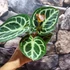 Kép 9/12 - Anthurium Silver Blush