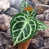 Kép 10/12 - Anthurium Silver Blush