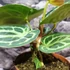 Kép 11/12 - Anthurium Silver Blush