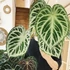 Kép 1/10 - Anthurium 'Silver Blush'