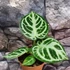 Kép 6/12 - Anthurium Silver Blush