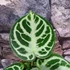 Kép 2/12 - Anthurium Silver Blush