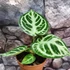 Kép 12/12 - Anthurium Silver Blush