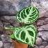 Kép 4/12 - Anthurium Silver Blush