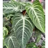 Kép 1/5 - Anthurium villenaorum