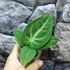 Kép 2/5 - Anthurium villenaorum