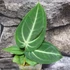 Kép 3/5 - Anthurium villenaorum