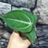 Kép 4/5 - Anthurium villenaorum
