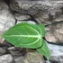 Kép 5/5 - Anthurium villenaorum