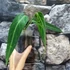 Kép 3/9 - Anthurium warocqueanum, esztétikai hibás levelekkel