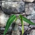 Kép 5/9 - Anthurium warocqueanum, esztétikai hibás levelekkel