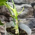 Kép 6/9 - Anthurium warocqueanum, esztétikai hibás levelekkel