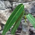 Kép 7/9 - Anthurium warocqueanum, esztétikai hibás levelekkel