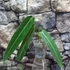 Kép 8/9 - Anthurium warocqueanum, esztétikai hibás levelekkel
