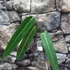 Kép 9/9 - Anthurium warocqueanum, esztétikai hibás levelekkel