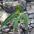 Kép 2/9 - Anthurium warocqueanum, esztétikai hibás levelekkel