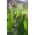 Kép 2/7 - Anthurium type pendens JA