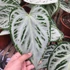 Kép 1/7 - Anthurium Super Silver Blush