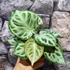 Kép 2/7 - Anthurium Super Silver Blush