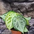 Kép 6/7 - Anthurium Super Silver Blush