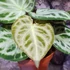 Kép 3/7 - Anthurium Super Silver Blush