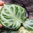 Kép 7/7 - Anthurium Super Silver Blush