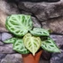 Kép 5/7 - Anthurium Super Silver Blush