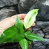Kép 4/11 - Anthurium hybrid (variegata)