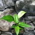Kép 2/11 - Anthurium hybrid (variegata)