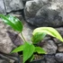 Kép 6/11 - Anthurium hybrid (variegata)