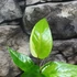 Kép 5/11 - Anthurium hybrid (variegata)