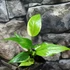 Kép 3/11 - Anthurium hybrid (variegata)