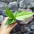 Kép 7/11 - Anthurium hybrid (variegata)