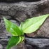 Kép 8/11 - Anthurium hybrid (variegata)