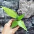 Kép 9/11 - Anthurium hybrid (variegata)