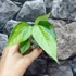 Kép 11/11 - Anthurium hybrid (variegata)