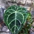 Kép 6/10 - Anthurium Crystallinum, esztétikai hibás egy egy levele