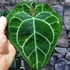 Kép 8/10 - Anthurium Crystallinum, esztétikai hibás egy egy levele