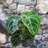 Kép 1/10 - Anthurium Crystallinum, esztétikai hibás egy egy levele