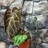 Kép 2/10 - Anthurium Crystallinum, esztétikai hibás egy egy levele