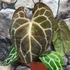 Kép 7/10 - Anthurium Crystallinum, esztétikai hibás egy egy levele
