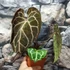 Kép 4/10 - Anthurium Crystallinum, esztétikai hibás egy egy levele