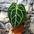 Kép 5/10 - Anthurium Crystallinum, esztétikai hibás egy egy levele