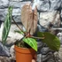 Kép 10/10 - Anthurium Crystallinum, esztétikai hibás egy egy levele